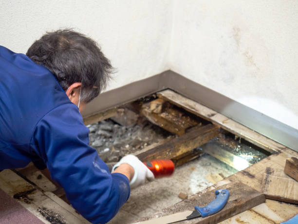 Trusted New Deal, TX Mold Removal Experts