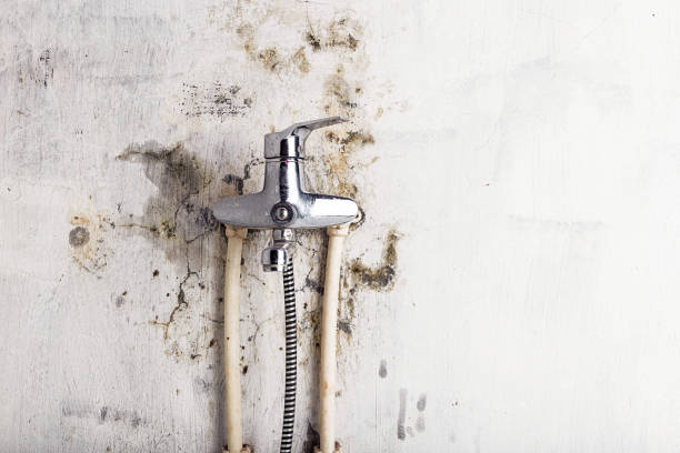 Best Mold Damage Repair  in New Deal, TX