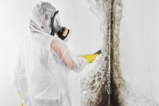 Best Affordable Mold Removal  in New Deal, TX