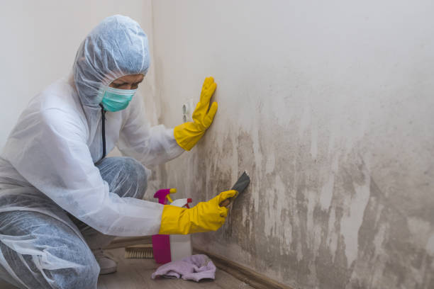 Best Fast Mold Removal  in New Deal, TX
