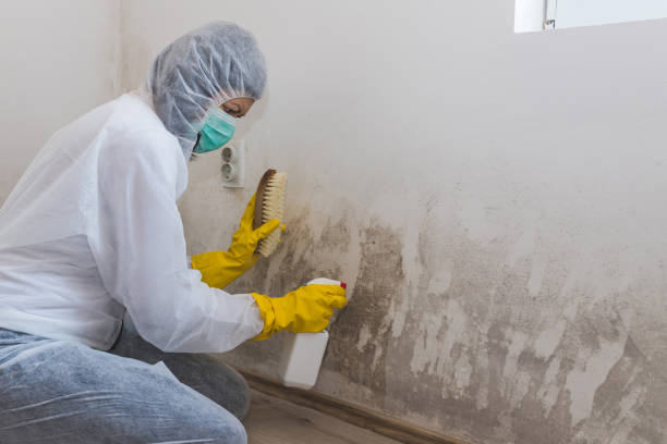 Best Crawl Space Mold Removal  in New Deal, TX