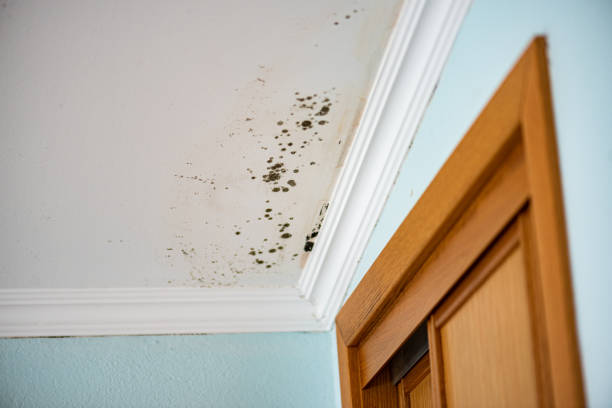 Best Residential Mold Removal  in New Deal, TX