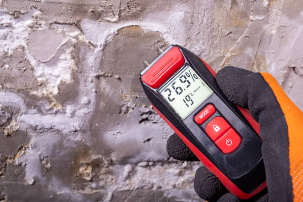 Best Best Mold Removal Companies  in New Deal, TX