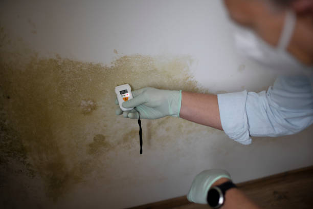 Best Office Mold Removal Services  in New Deal, TX