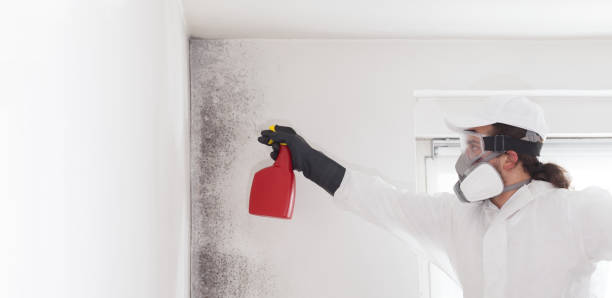 Mold Testing and Removal in New Deal, TX