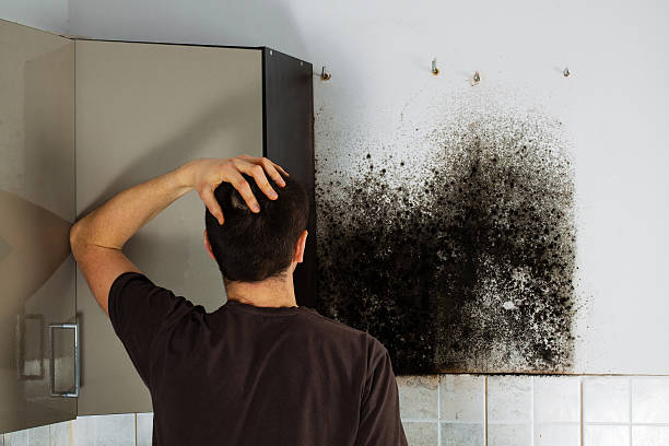 Best Professional Mold Removal  in New Deal, TX