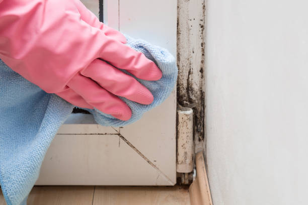 Best Mold Removal Near Me  in New Deal, TX