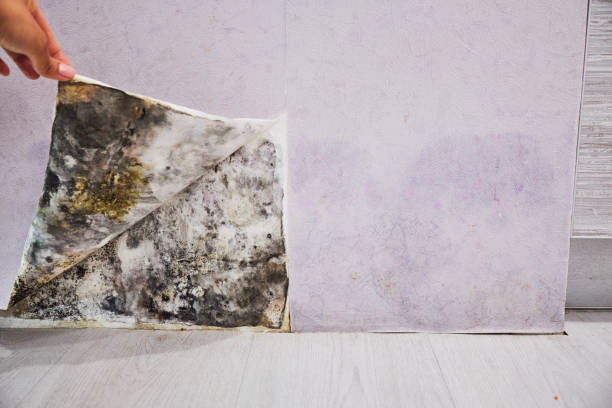 Best Mold Cleaning Services  in New Deal, TX
